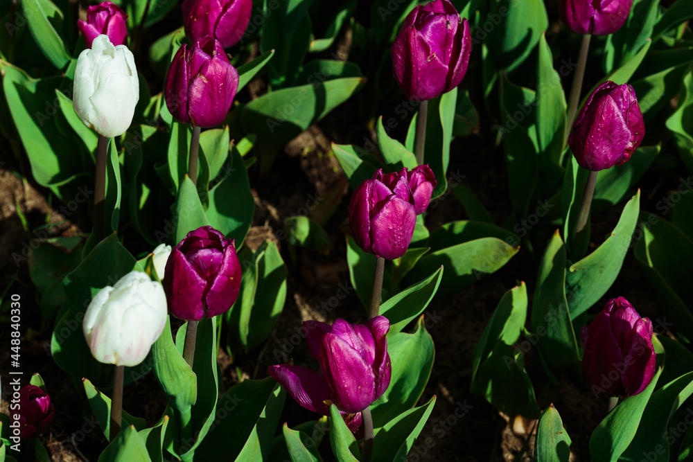 Spring background with white and purple tulips. field of beautiful blooming tulips. spring time. banner, copy space