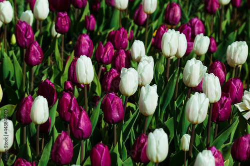 Obraz na płótnie Spring background with white and purple tulips. field of beautiful blooming tulips. spring time. banner, copy space w salonie