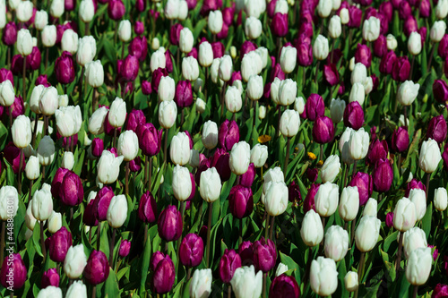 Obraz na płótnie Spring background with white and purple tulips. field of beautiful blooming tulips. spring time. banner, copy space w salonie