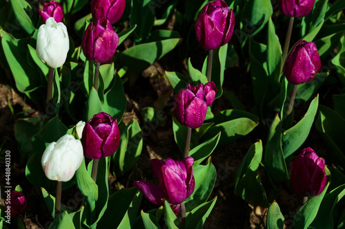 Obraz na płótnie Spring background with white and purple tulips. field of beautiful blooming tulips. spring time. banner, copy space w salonie
