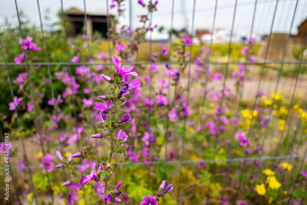 Close focus on a vivid purple wildflower growing close to a metal fence with selective focus and bokeh Close focus on a vivid purple wildflower growing close to a metal fence with selective focus and bokeh