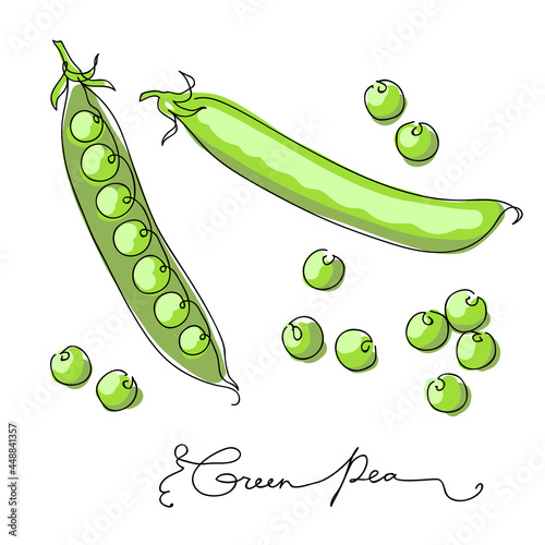 Hand drawn color sketch green peas