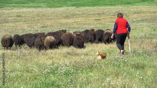 A shepherd with a dog grazing a flock of sheep on a summer day. Grazing in the fresh air in an ecologically clean area. Private farm for the production of sheep wool and meat.