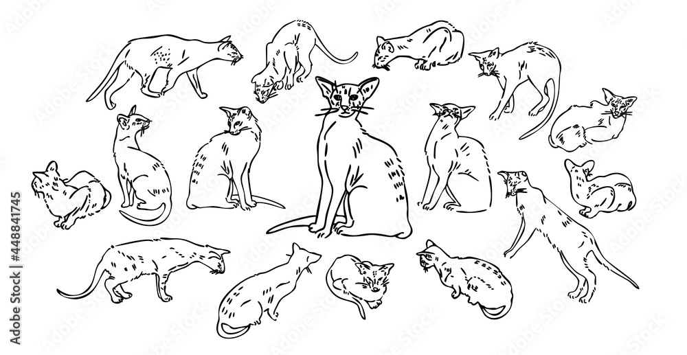 Oriental shorthair cat. Domestic cat. set of icons with cats. Line style.