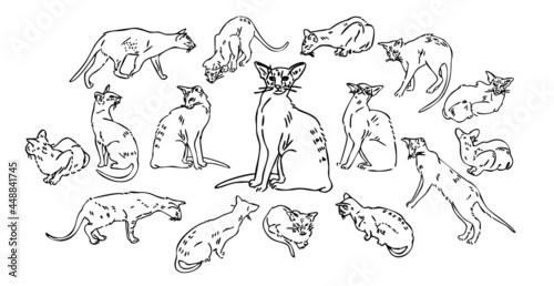 Oriental shorthair cat. Domestic cat. set of icons with cats. Line style.