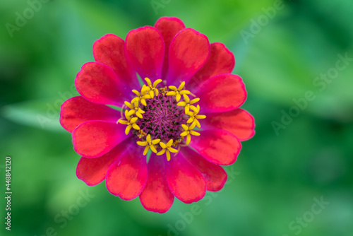 Vivid red Zinnia flower on a blurry green background  top view.