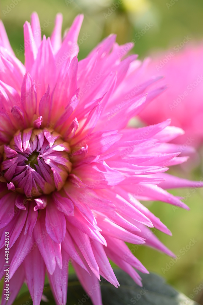 Dahlia pink flower closeup.