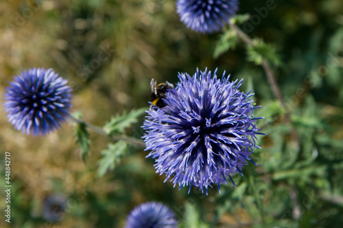 Bumblebee on The Globe thistles (Echinops) plant