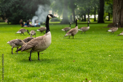 A Goose together with a group of geese walking in Valkenburg park in Breda city centre, The Netherlands,  while eating the green grass from the field and being surrounded by trees © Lea