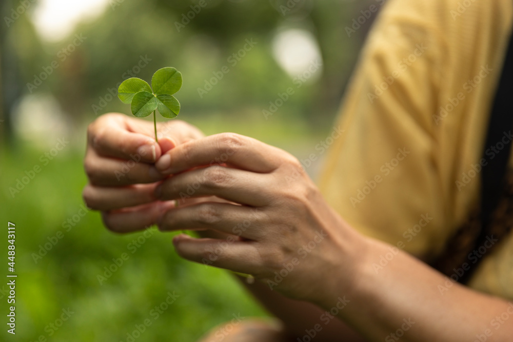 Holding a lucky four leaf clover, good luck shamrock, or lucky charm found in a grass field surrounded by greenery and being picked by a woman showing her rare finding. Blurry background Holding a lucky four leaf clover, good luck shamrock, or lucky charm found in a grass field surrounded by greenery and being picked by a woman showing her rare finding. Blurry background