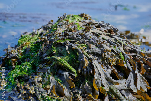 Pile with algae in the Atlantic Ocean in Brittany, closeup