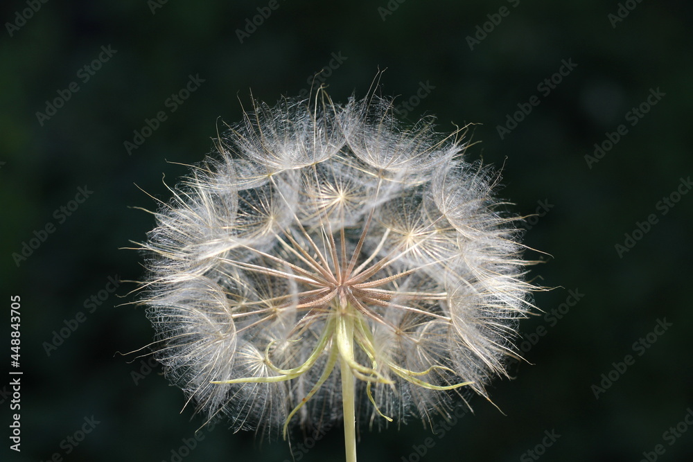 Fototapeta premium big white dandelion and green grass in the garden.