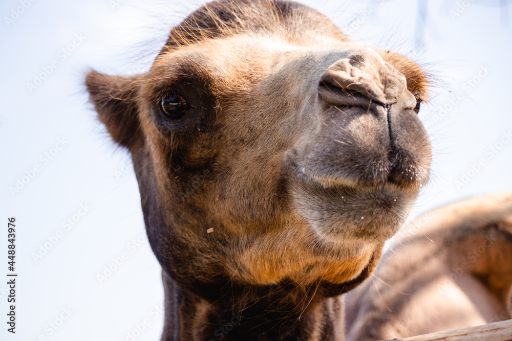 portrait of a cute camel