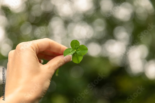 Woman's hand holding a lucky four leaf clover, good luck shamrock, or lucky charm found in a grass field surrounded by greenery and being picked by a woman showing her rare finding. Blurry background