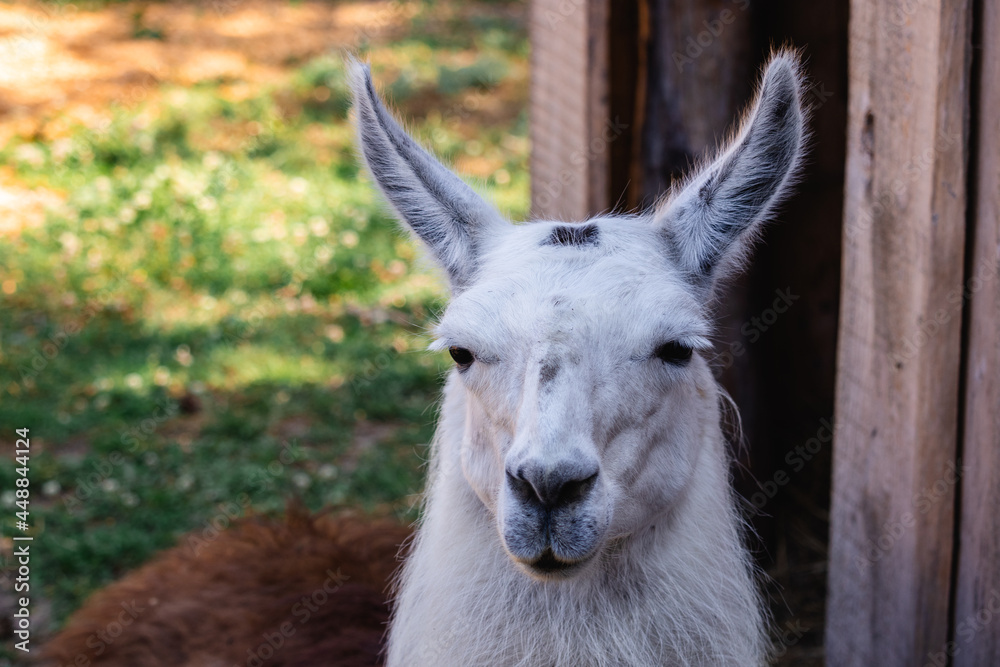 portrait of an animal llama portrait of an animal llama