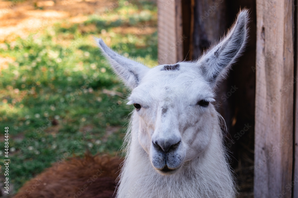 portrait of an animal llama portrait of an animal llama