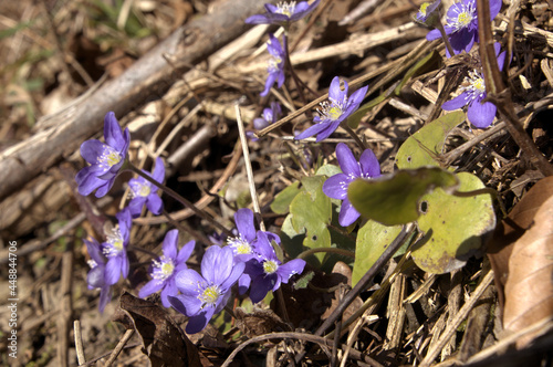 Anemone heptica; liverwort flowering in woods above Walenstadt, Switzerland photo