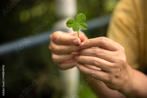 Holding a lucky four leaf clover, good luck shamrock or lucky charm found in a grass field surrounded by greenery and being picked by a woman showing her rare finding. Blurry background