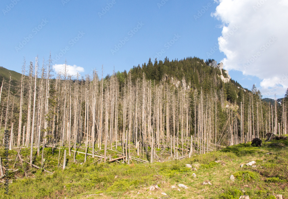 Ecological damage, in the lower parts of the Tatra Mountains Ecological damage, in the lower parts of the Tatra Mountains