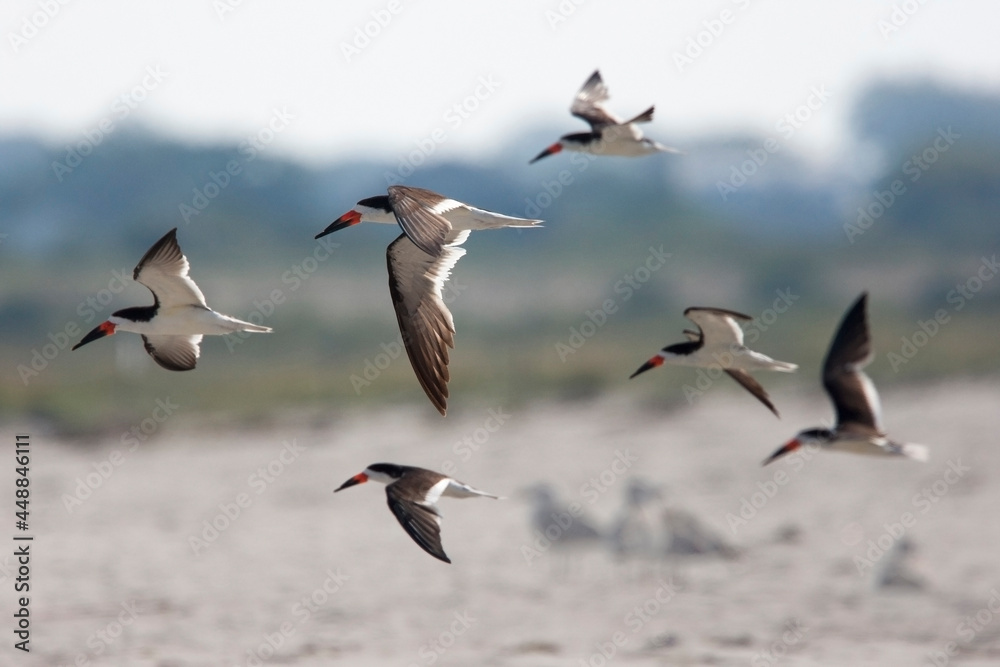 Black Skimmers (Rynchops niger), a group in flight at Cape May, New Jersey, USA. - obrazy, fototapety, plakaty 