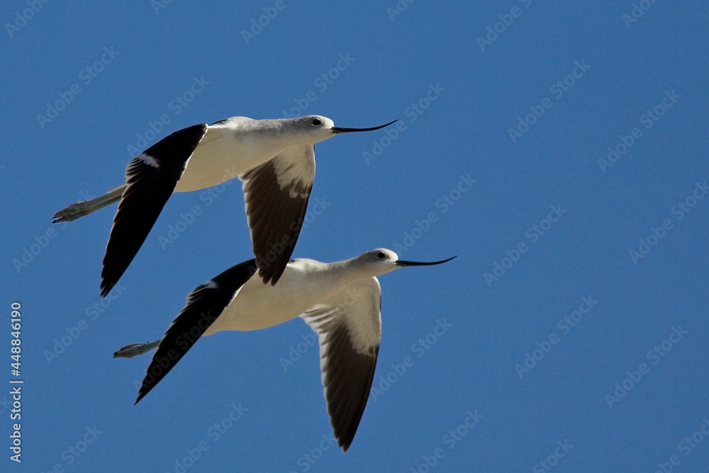 Obraz premium American Avocet (Recurvirostra americana), 2 in flight near Ventura, California, USA.