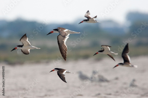 Black Skimmers (Rynchops niger), a group in flight at Cape May, New Jersey, USA.