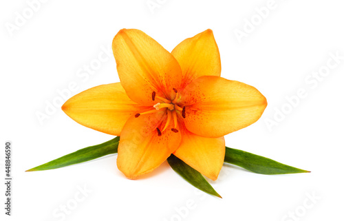 Beautiful orange lily.