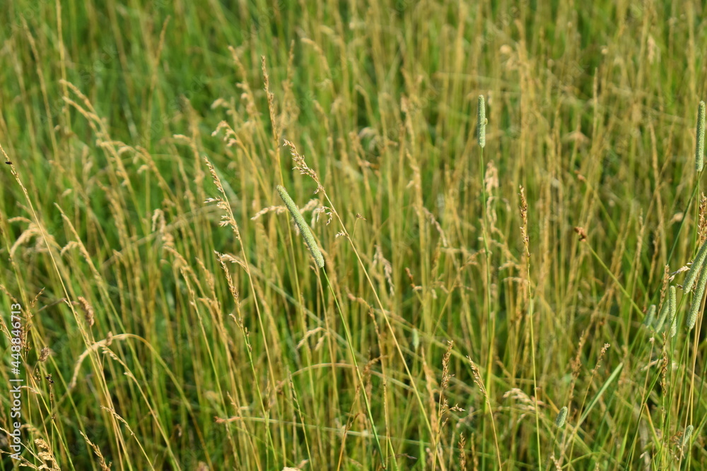 Grass Grass