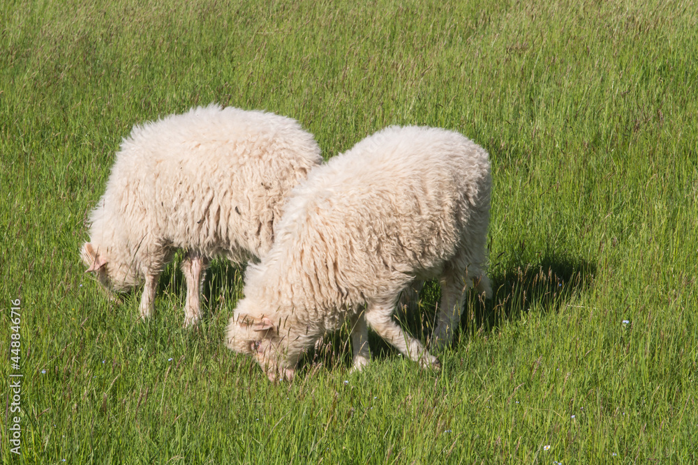 Obraz premium Several sheep grazing in a green meadow, Podhale
