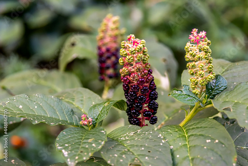 A beautiful plant with berries Lakonos American or Phytolacca Americana in the garden on a flower bed. photo