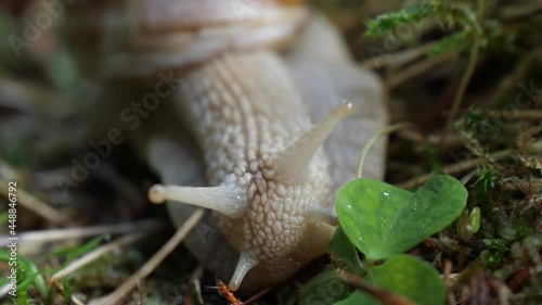 snail in its natural environment close up