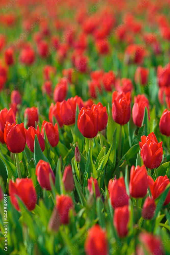 Spring background with red tulips flowers. beautiful blossom tulips field. spring time. banner, copy space