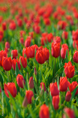 Obraz na płótnie Spring background with red tulips flowers. beautiful blossom tulips field. spring time. banner, copy space w salonie