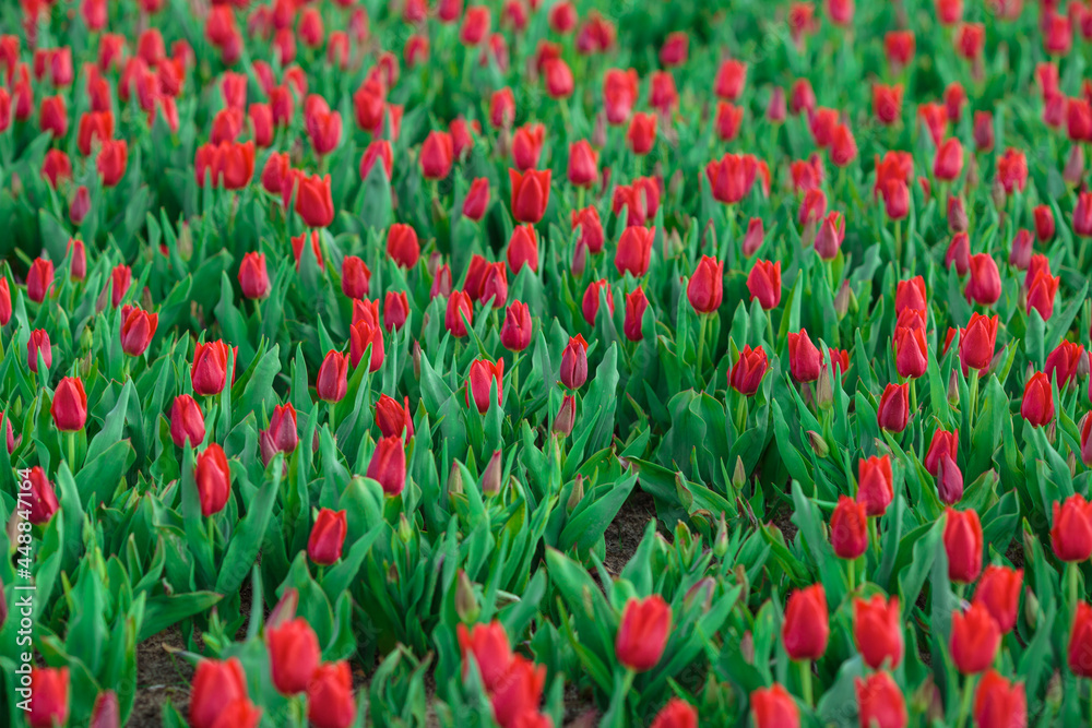 Spring background with red tulips flowers. beautiful blossom tulips field. spring time. banner, copy space