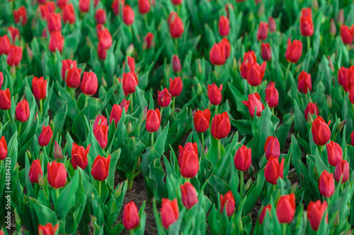 Obraz na płótnie Spring background with red tulips flowers. beautiful blossom tulips field. spring time. banner, copy space w salonie