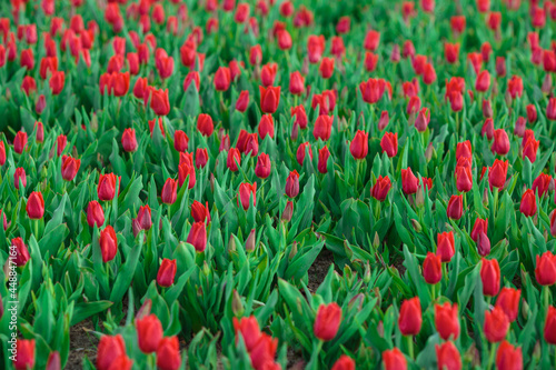 Obraz na płótnie Spring background with red tulips flowers. beautiful blossom tulips field. spring time. banner, copy space w salonie