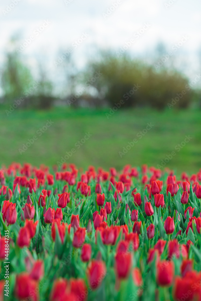 Spring background with red tulips flowers. beautiful blossom tulips field. spring time. banner, copy space