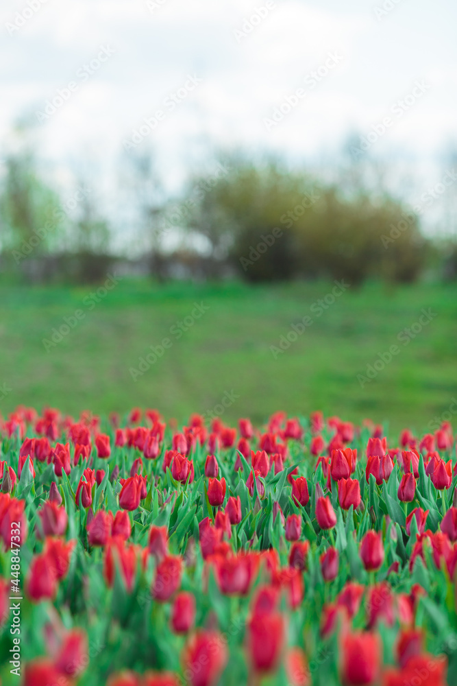 Spring background with red tulips flowers. beautiful blossom tulips field. spring time. banner, copy space