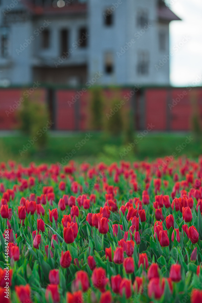 Spring background with red tulips flowers. beautiful blossom tulips field. spring time. banner, copy space