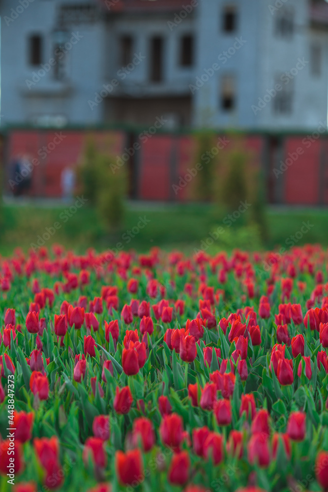 Spring background with red tulips flowers. beautiful blossom tulips field. spring time. banner, copy space