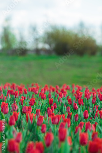 Obraz na płótnie Spring background with red tulips flowers. beautiful blossom tulips field. spring time. banner, copy space w salonie
