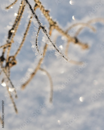 frost on branches © Kilman Foto