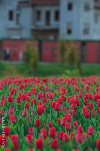 Obraz na płótnie Spring background with red tulips flowers. beautiful blossom tulips field. spring time. banner, copy space w salonie