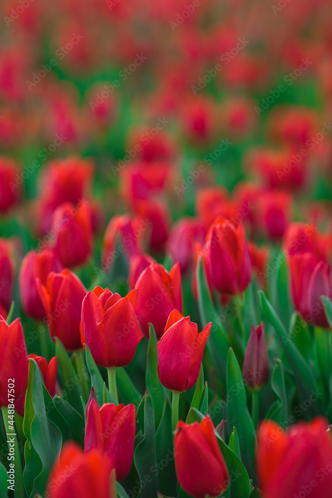 Spring background with red tulips flowers. beautiful blossom tulips field. spring time. banner, copy space