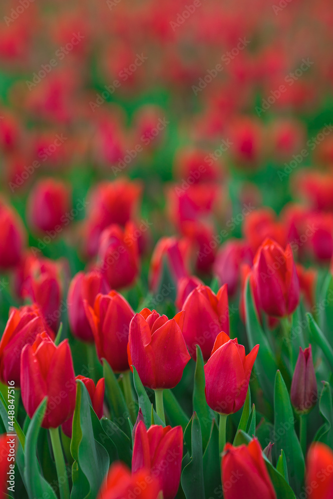 Spring background with red tulips flowers. beautiful blossom tulips field. spring time. banner, copy space
