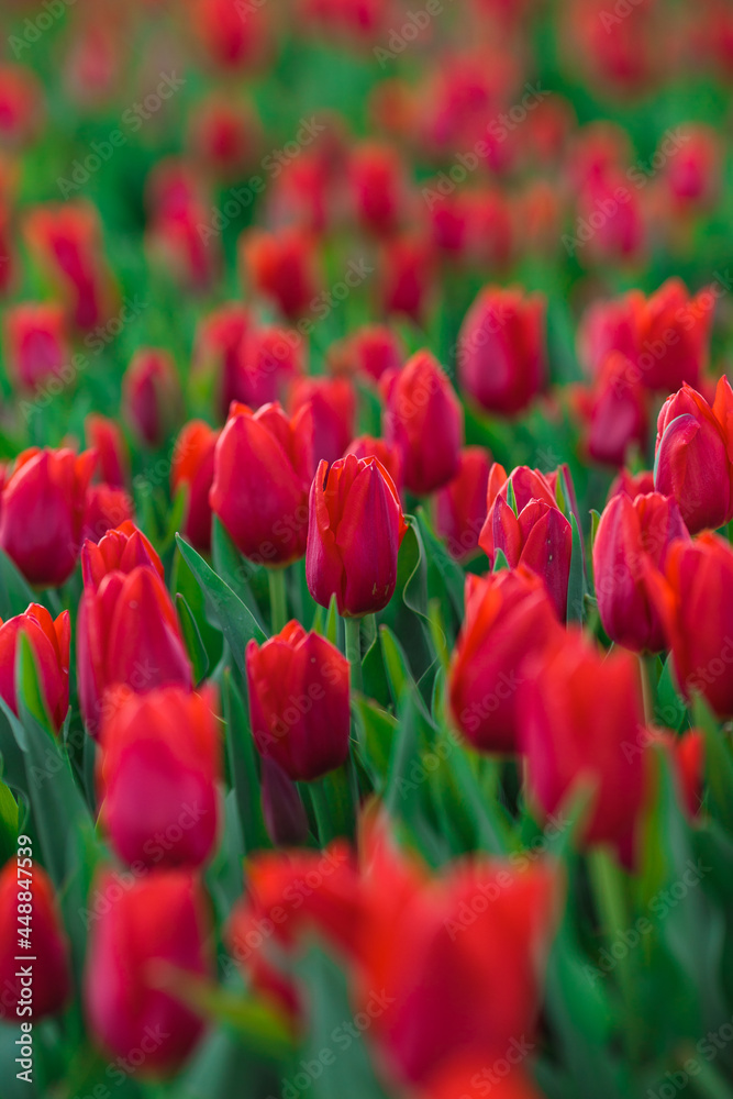 Spring background with red tulips flowers. beautiful blossom tulips field. spring time. banner, copy space