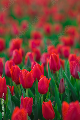 Obraz na płótnie Spring background with red tulips flowers. beautiful blossom tulips field. spring time. banner, copy space w salonie