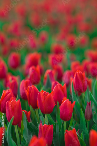 Obraz na płótnie Spring background with red tulips flowers. beautiful blossom tulips field. spring time. banner, copy space w salonie