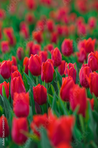 Obraz na płótnie Spring background with red tulips flowers. beautiful blossom tulips field. spring time. banner, copy space w salonie