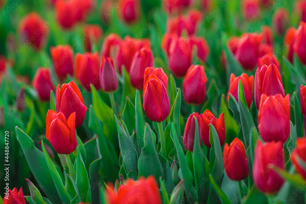 Spring background with red tulips flowers. beautiful blossom tulips field. spring time. banner, copy space